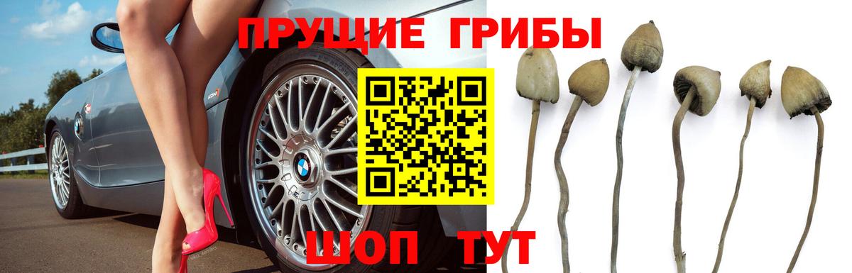 Псилоцибиновые грибы прущие грибы Кунгур